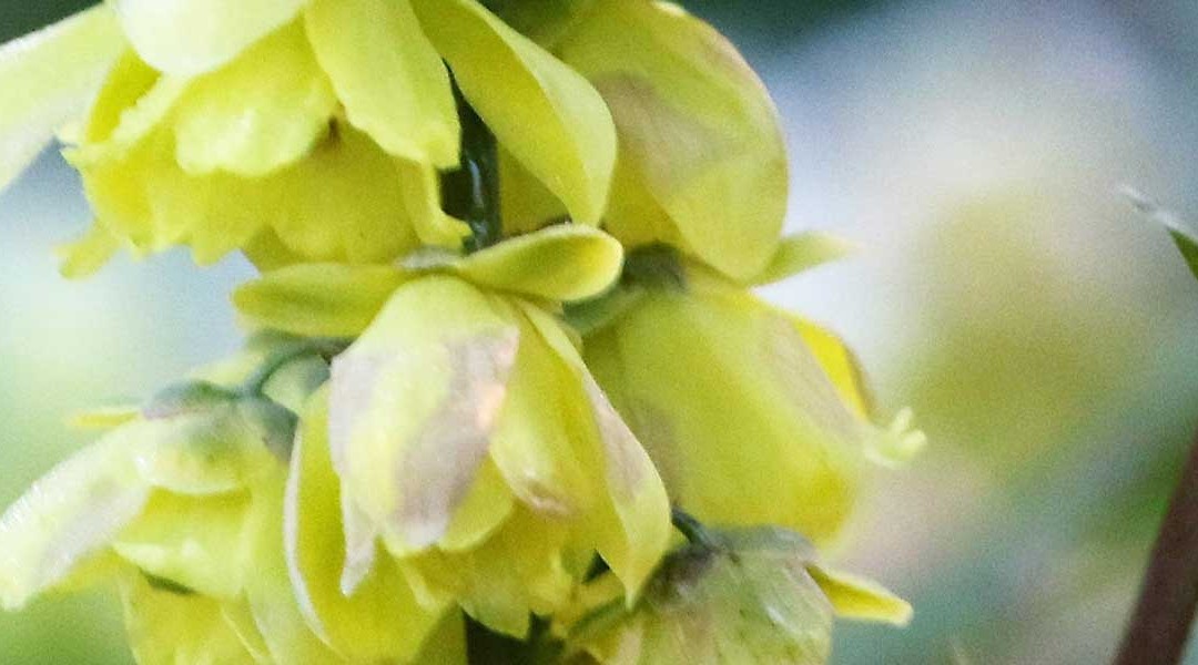 Kleur, geur en fleur