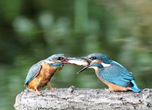 Visoverdracht ijsvogeltjes